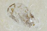 Two Cretaceous Fossil Shrimp Plate - Lebanon #107655-1